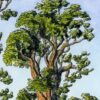 "Our Sequoia Sunset" Original Artwork (Framed) - Image 4
