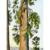 "Our Sequoia Sunset" Original Artwork (Framed) - Image 2