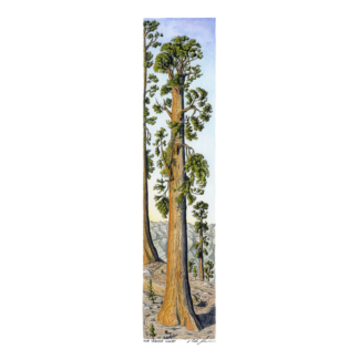 "Our Sequoia Sunset” Print