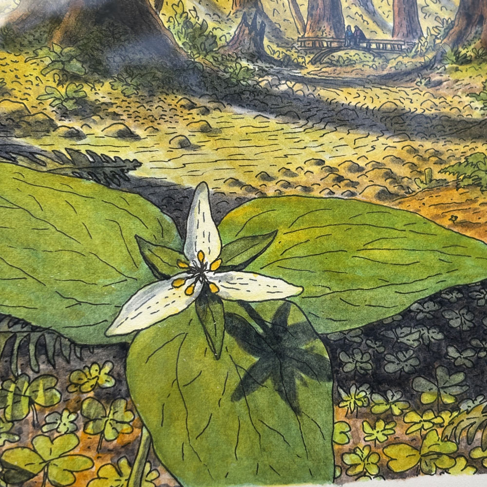 "Early Trillium in Muir Woods" Original Artwork (Framed) - Image 5