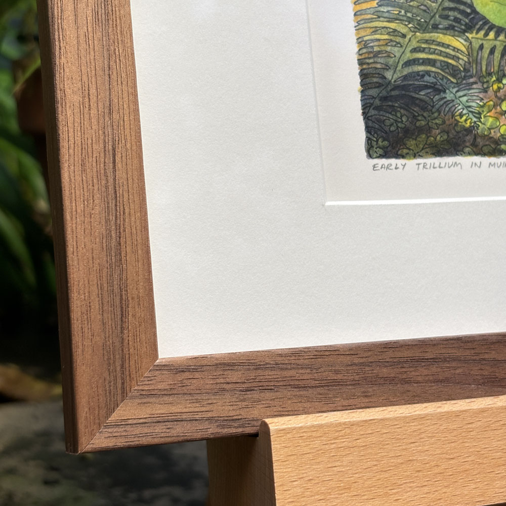 "Early Trillium in Muir Woods" Original Artwork (Framed) - Image 6