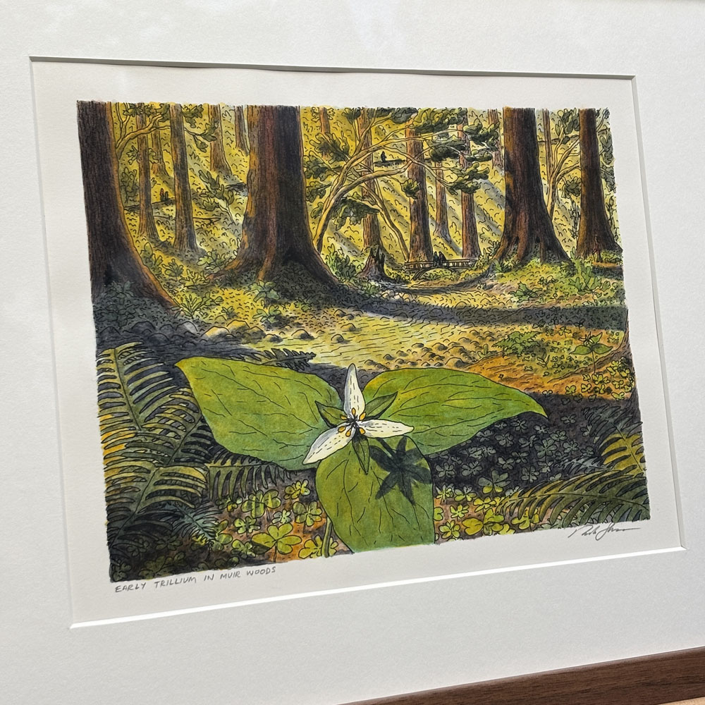 "Early Trillium in Muir Woods" Original Artwork (Framed) - Image 2